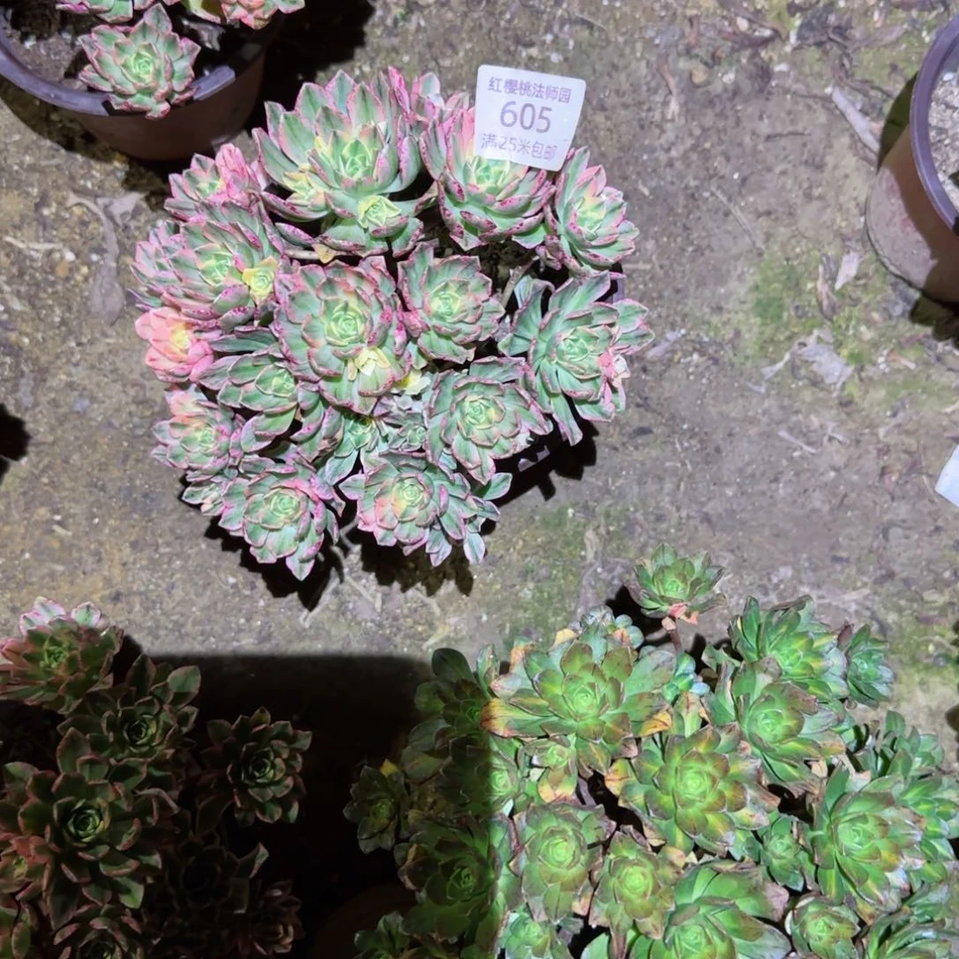甜茶多肉605啊啊啊