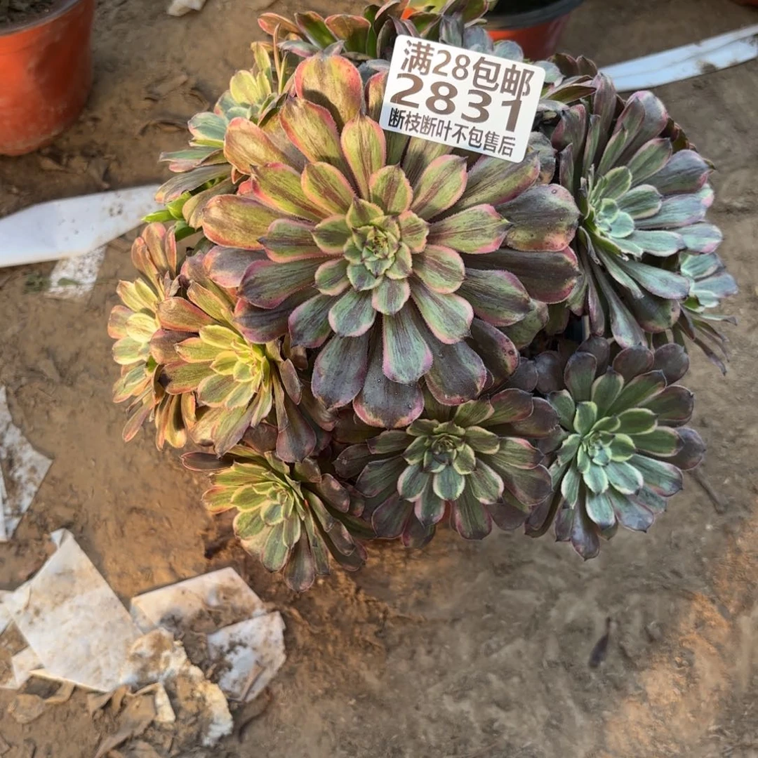 M. 2831粉带多肉1，abeno