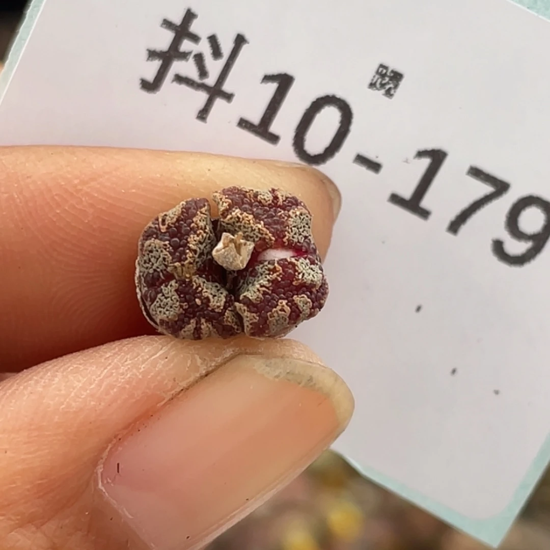 10-179超碟多肉植物