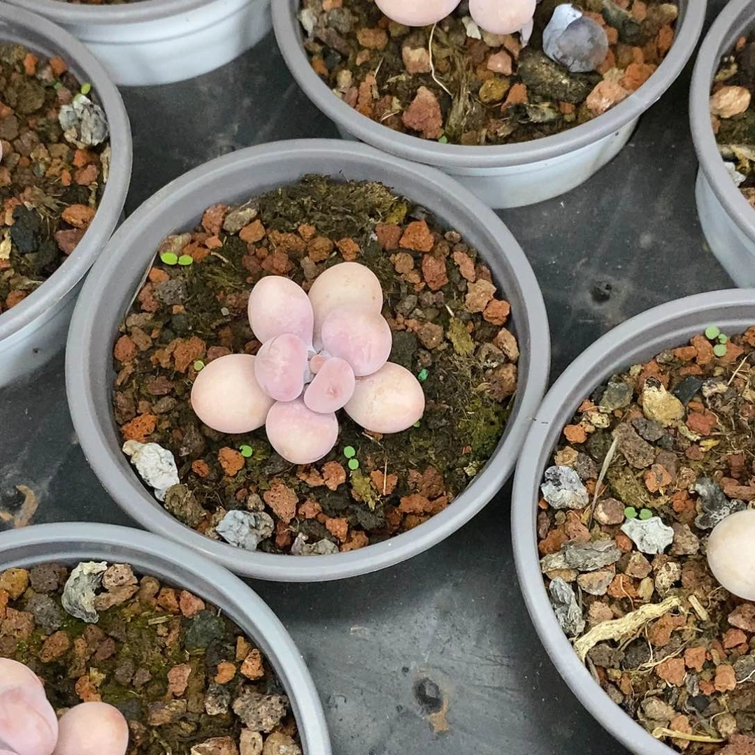 团。桃蛋。不售后。福利多多