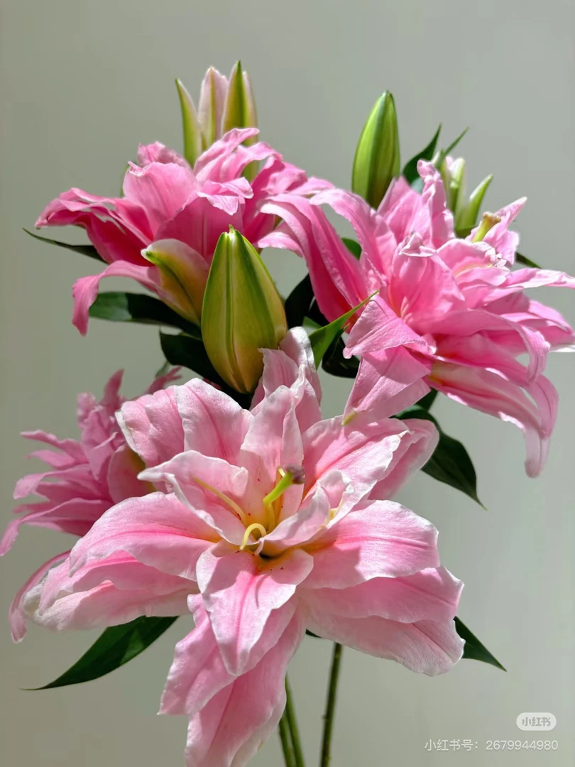 仓库尤尼格重瓣百合混头，我要买我不售后