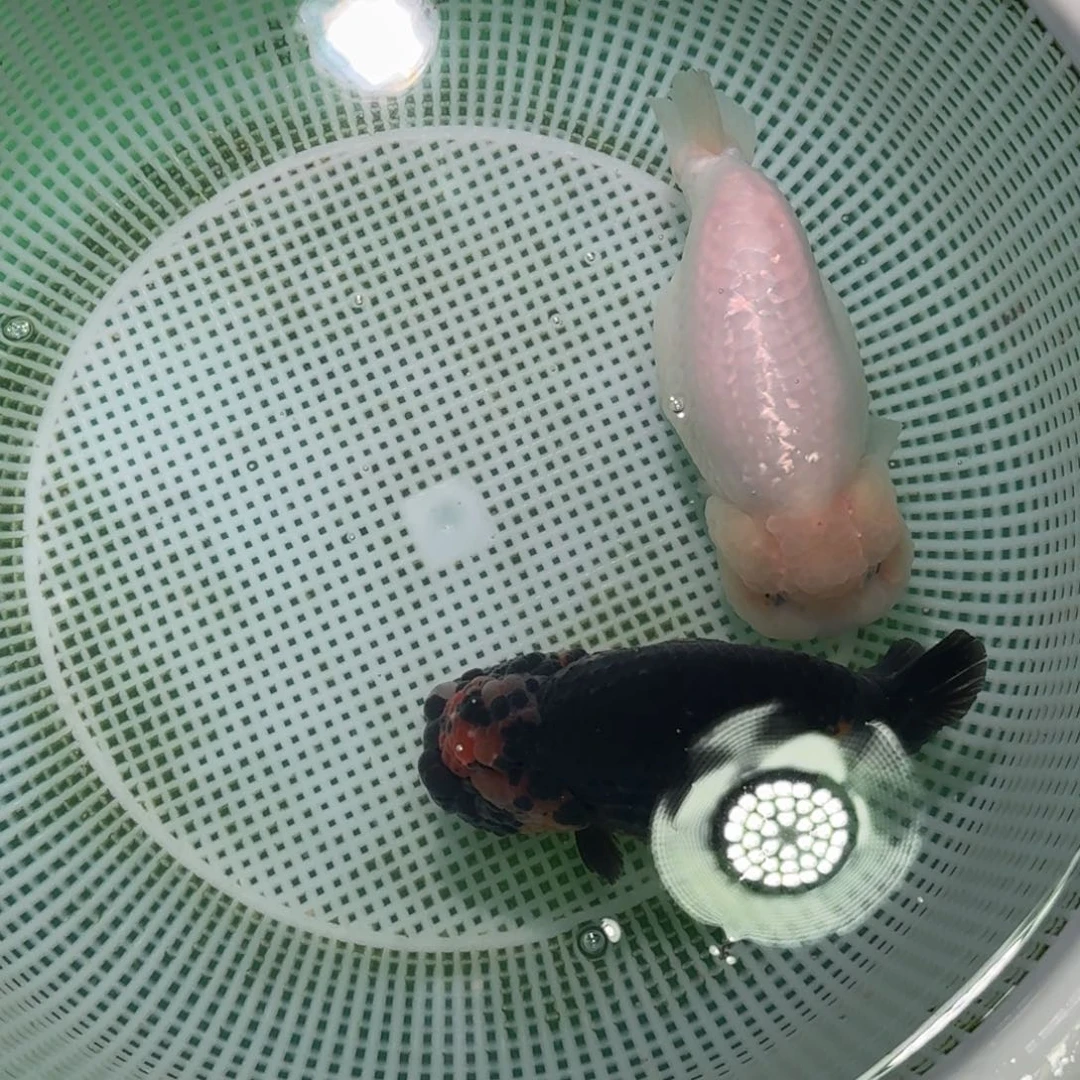 金鱼类不分公母15?*灿