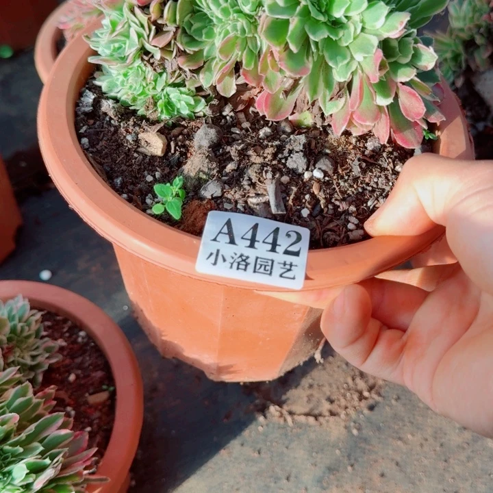 442号白凤缀化法师植物
