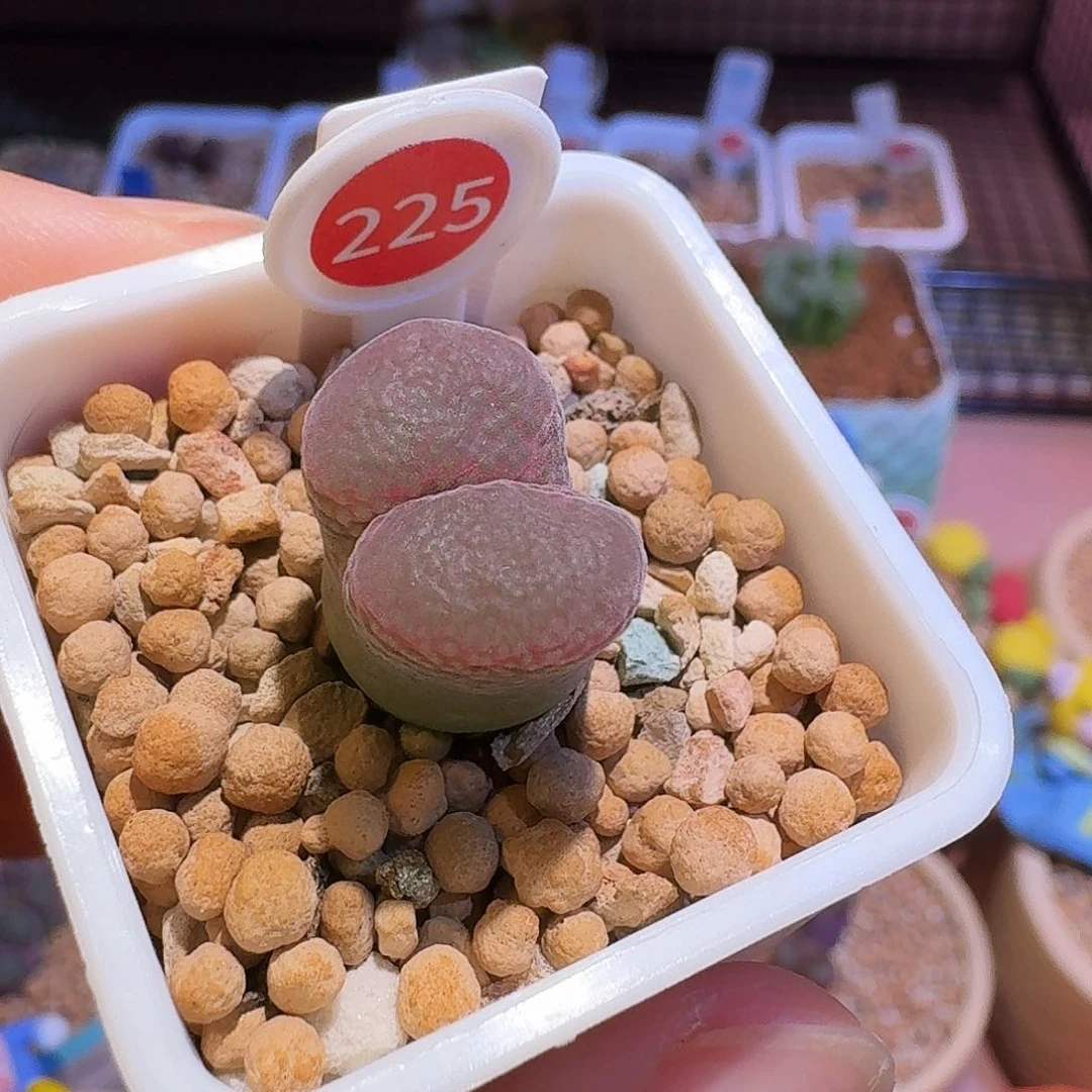 肉锥福利风铃捡漏225