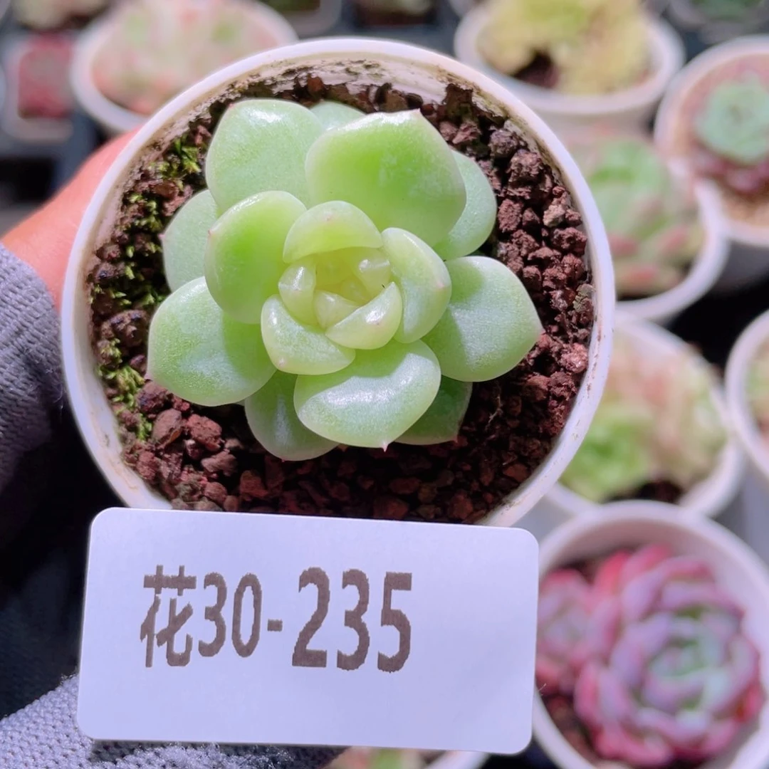 花利美30-235青玉