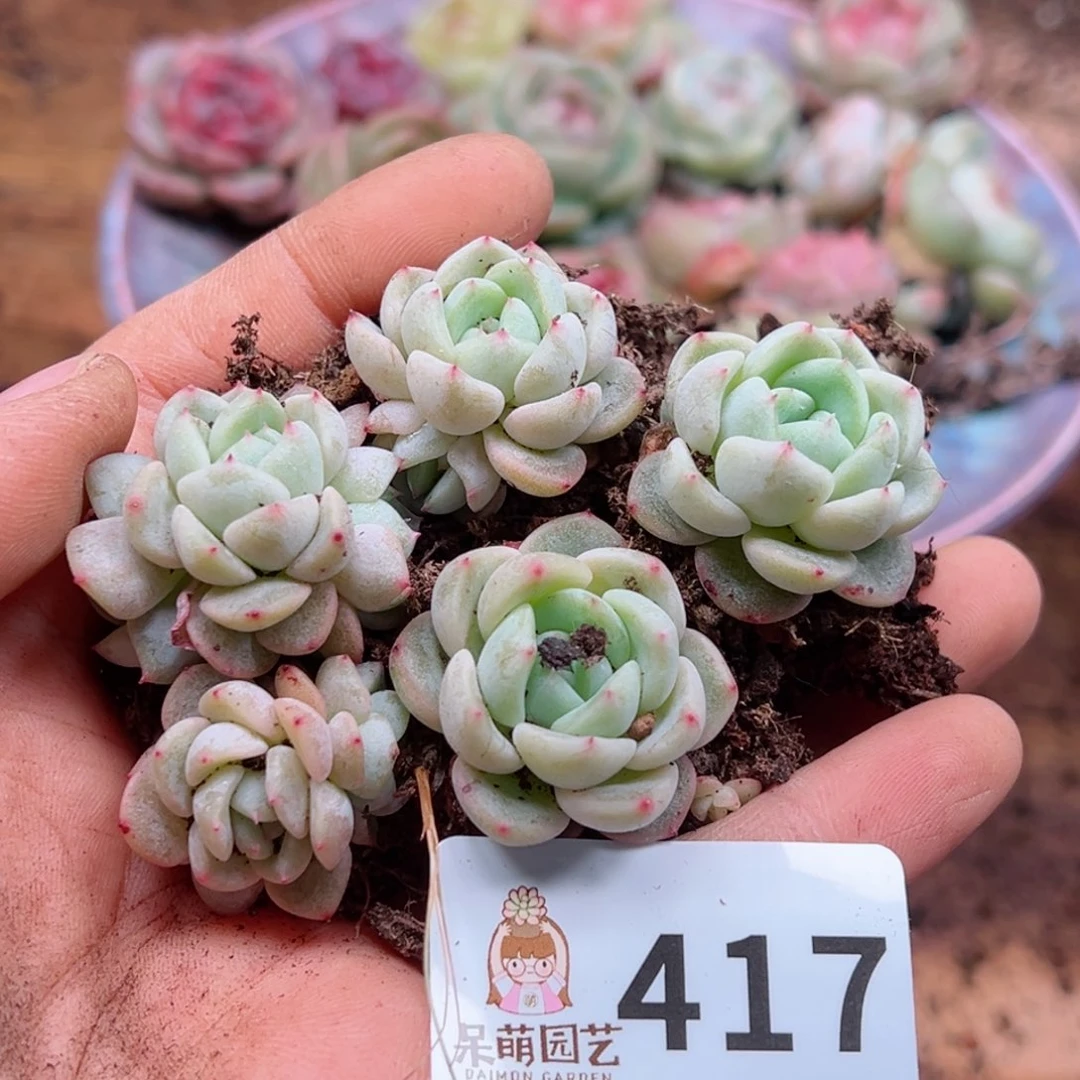 多肉植物多肉植物
