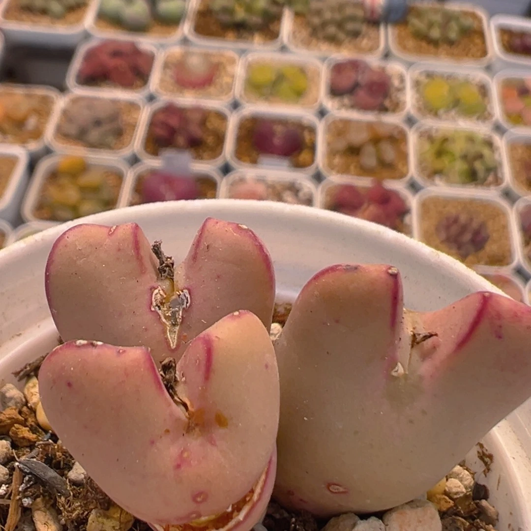 110多肉植物百科知识