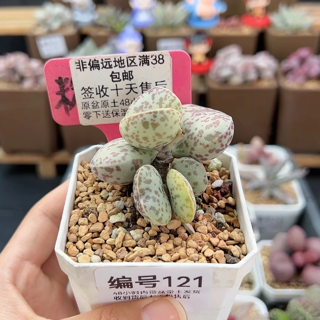 言*儿121巨型花蛋多肉