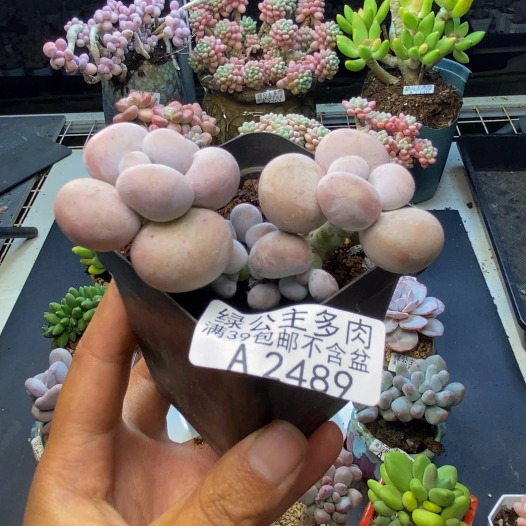 489芭比奶多肉7c m