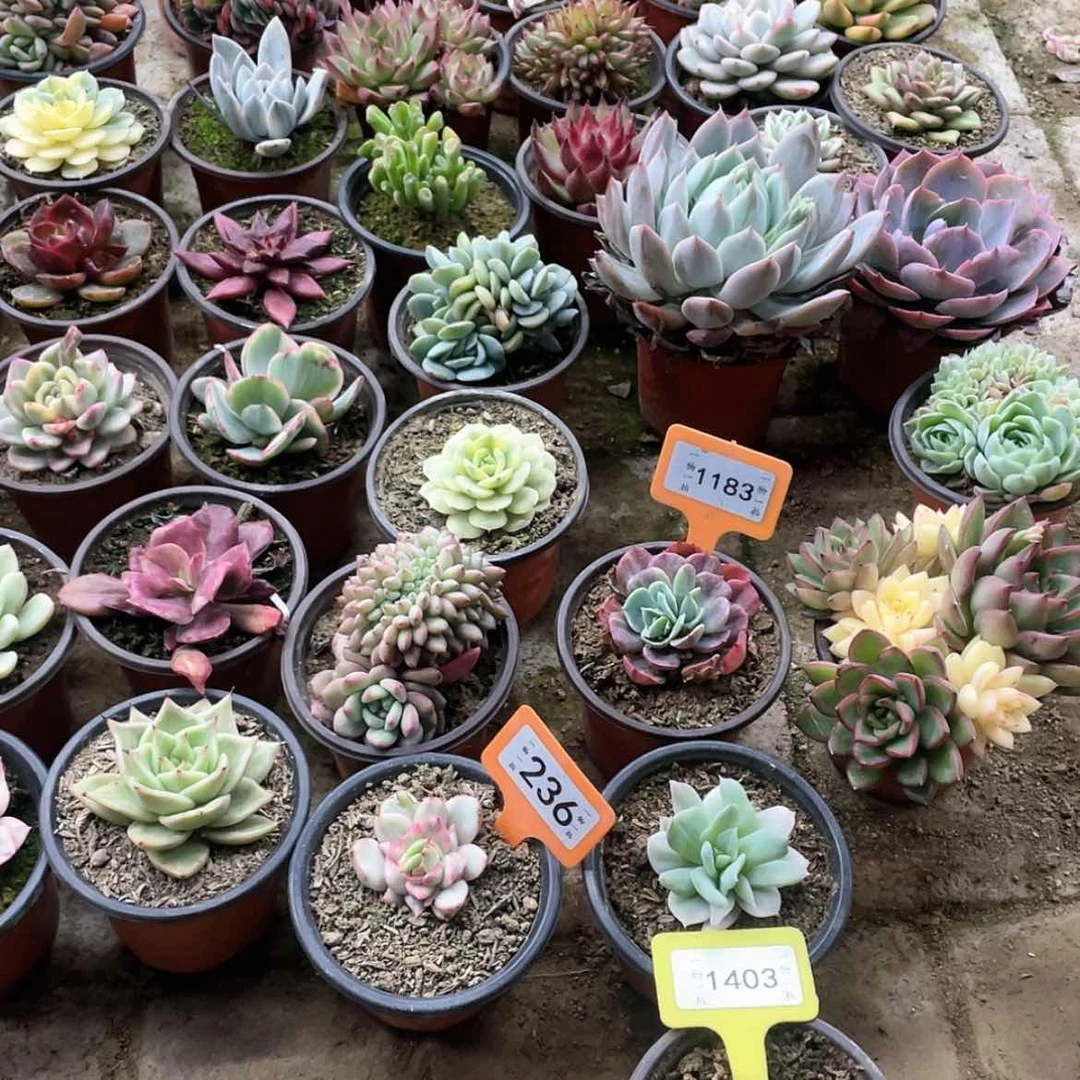 【闪购商品】西**心1403号