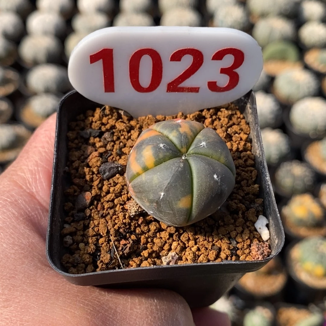 1023五愣兜锦福利