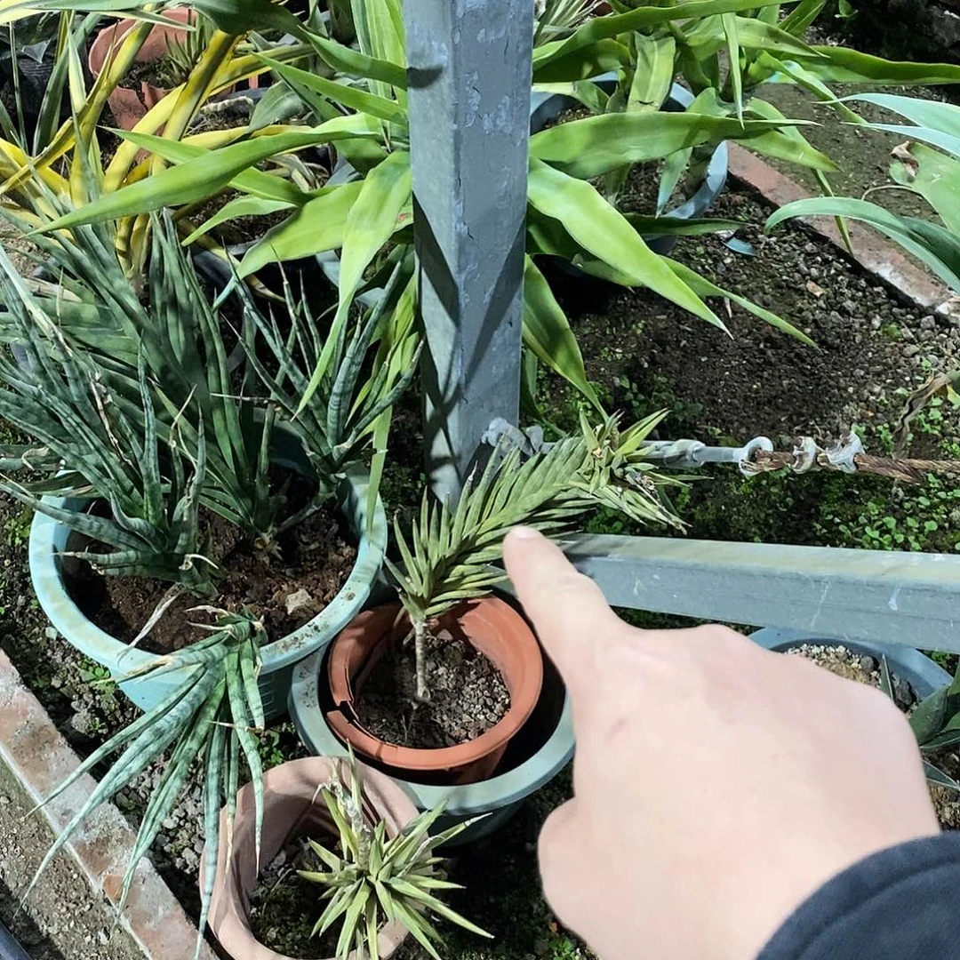 山***子虎皮兰一颗。