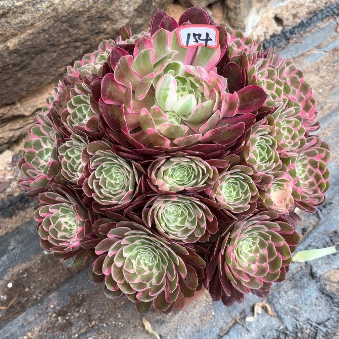 无花朵154孔雀翎多肉植物