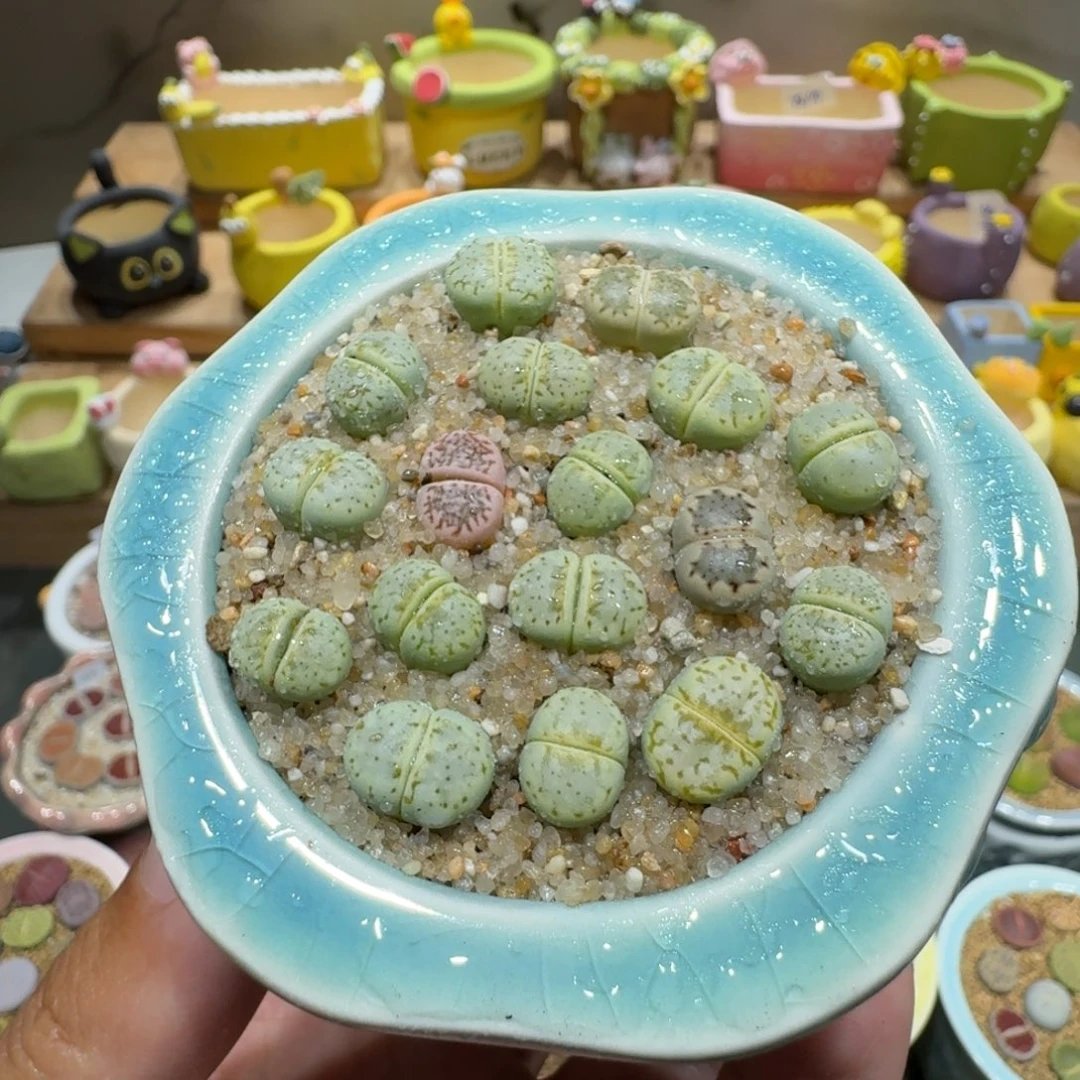 蘑菇1270奶油寿丽多肉植物