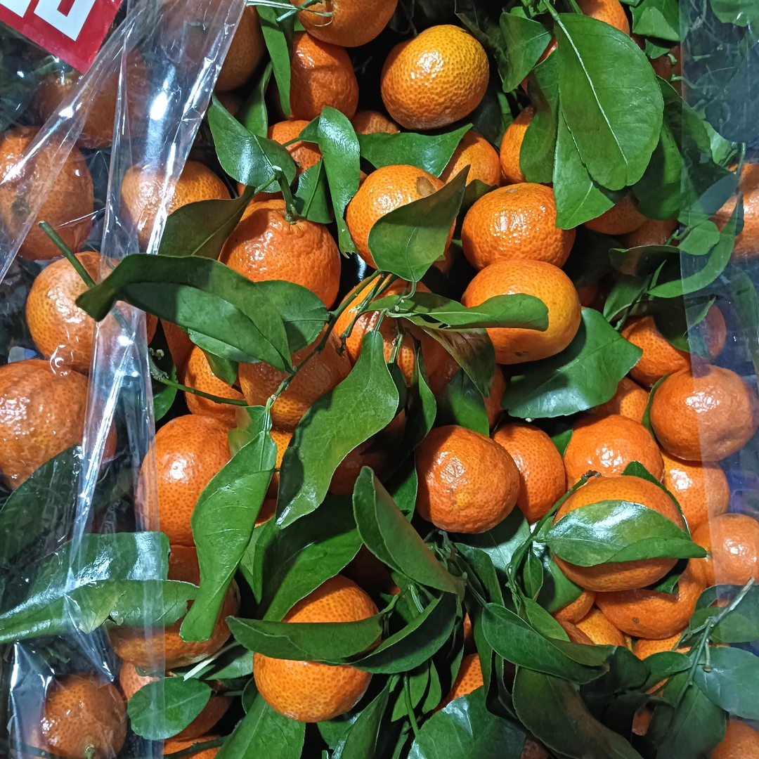 广西砂糖橘 一筐毛重5斤