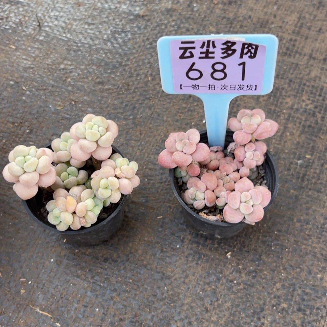 云尘多肉一物一拍681两棵