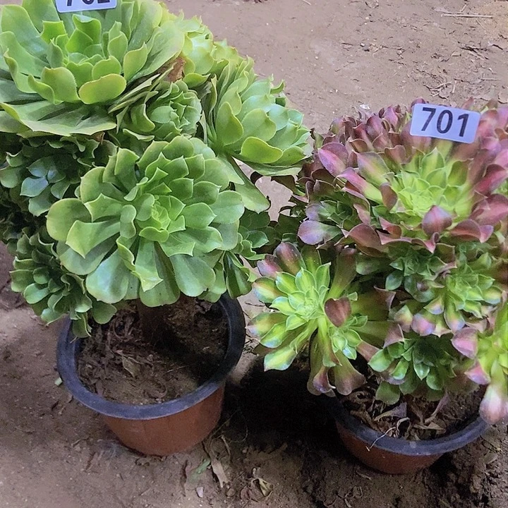 a**s701 702两个老庄朵朵特价不