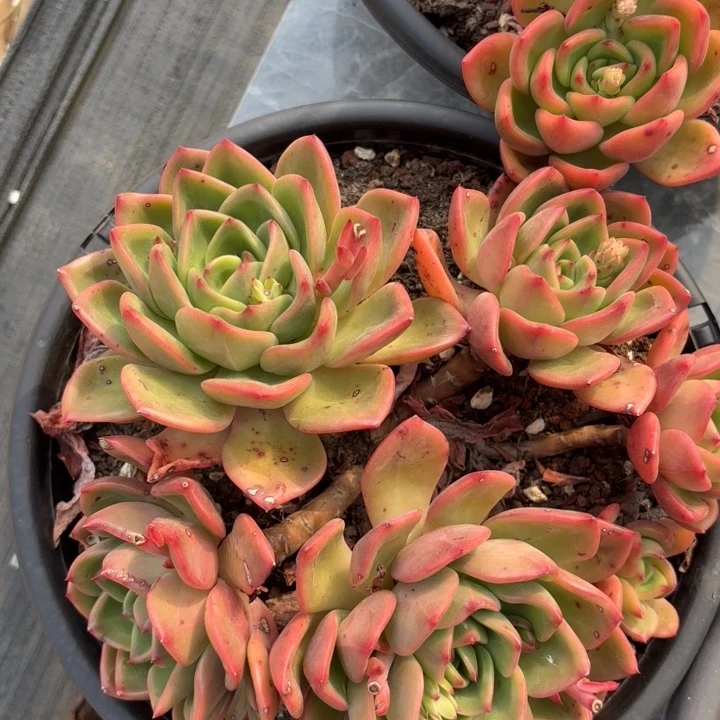 新品杂交。   30。