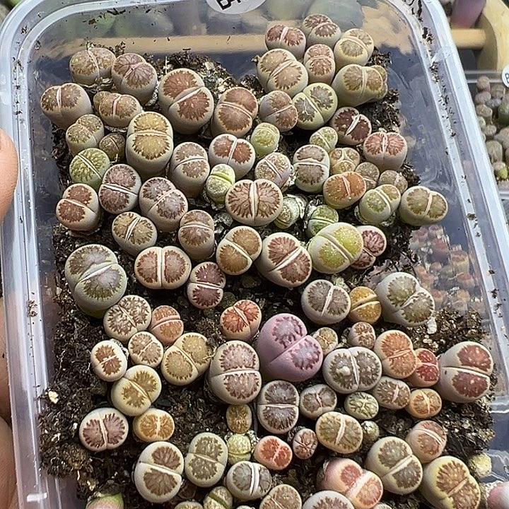 4646下播福利小美菊