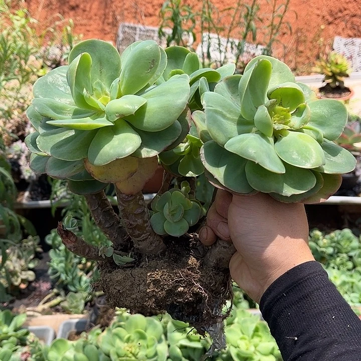 碧桃11.88多肉植物