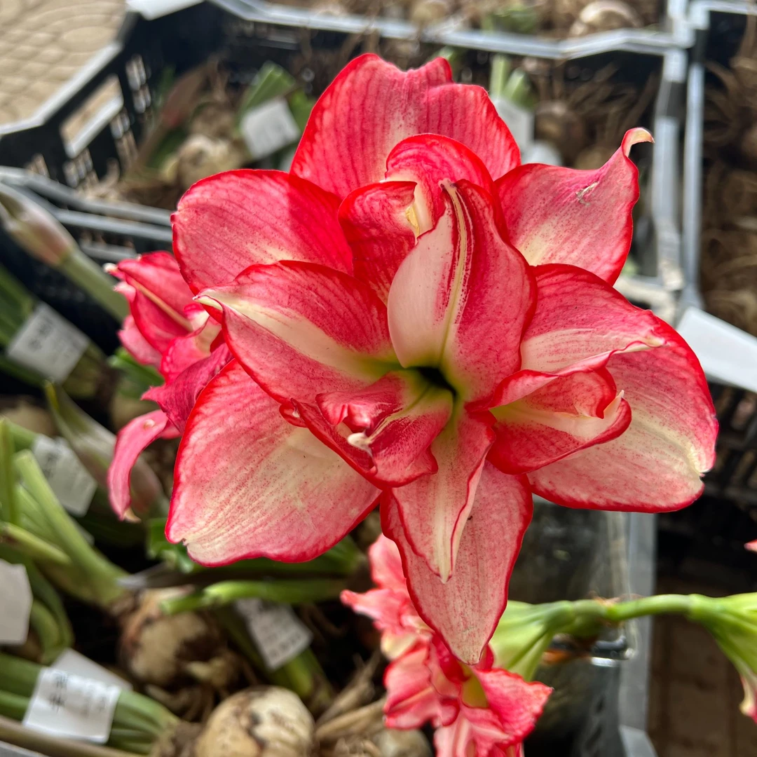 福利组合安吉拉+白肋鬼魅2+cm★重瓣朱顶红种球