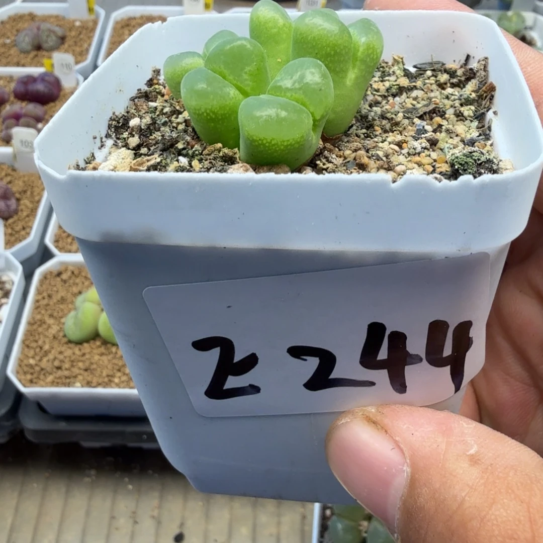 鹿*森多肉植物多肉植物多肉植物