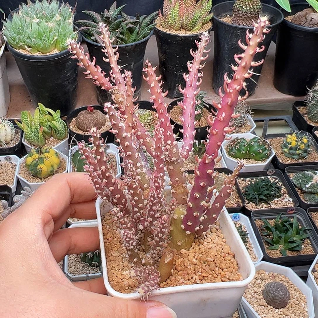 稀有登龙团扇一盆