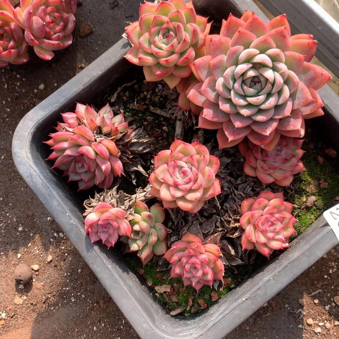 ?****?2874瑕疵不售后