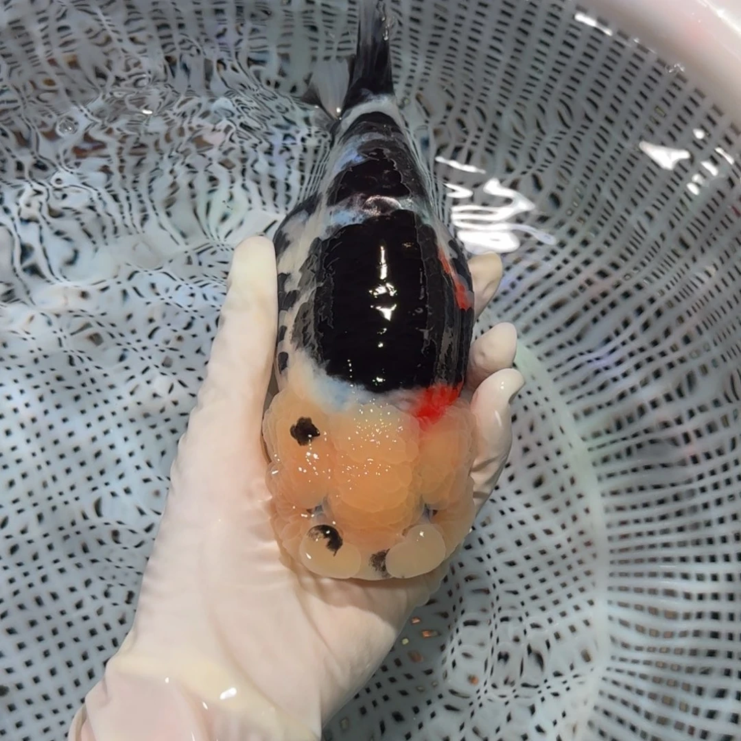 金鱼精品高货兰寿