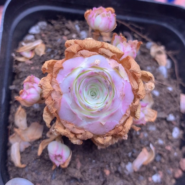 一物一拍星辰秋夕213