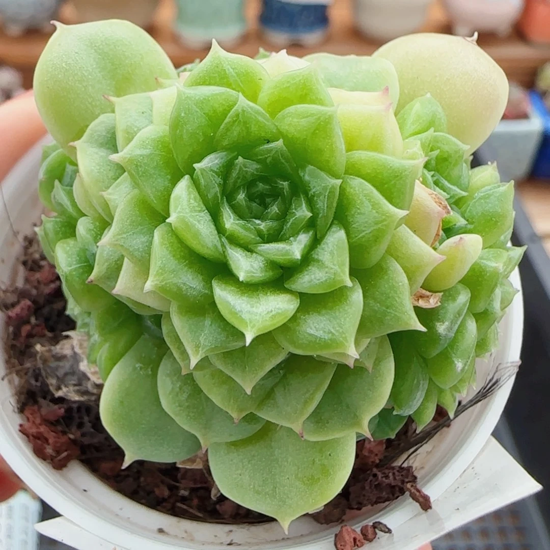 花语逸镜0806-65散