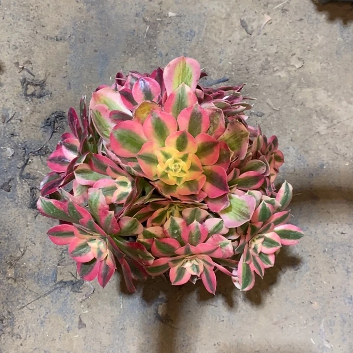 女巫1多肉植物法师法师