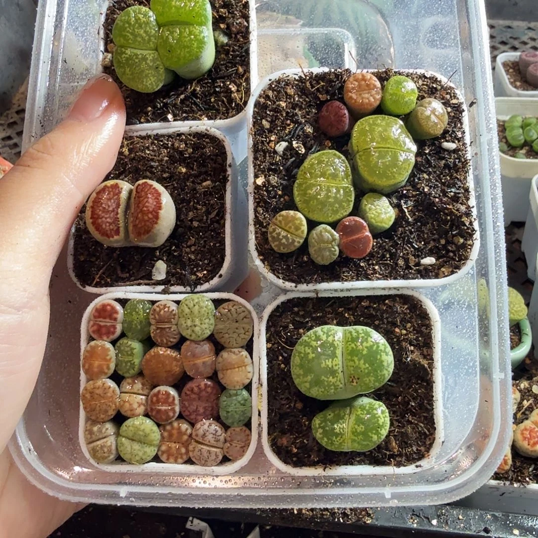 得***吧多肉植物的生长发育和46