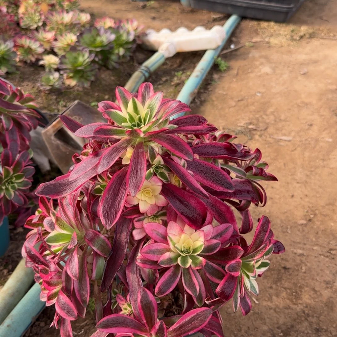 为****兽一百万一物一拍多肉