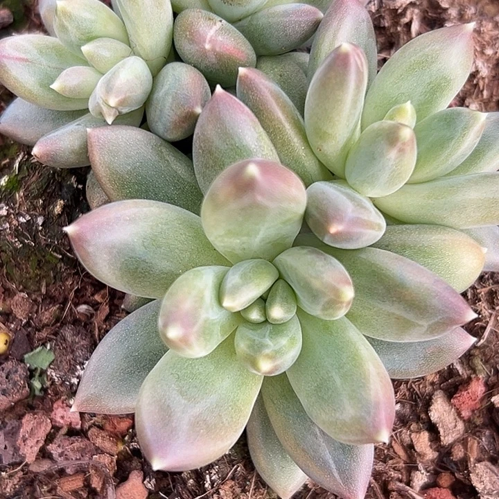 美人杂交特价一物一多肉