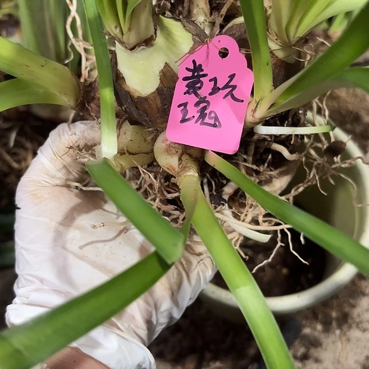 淡***莲无花朵黄玫瑰4.8+4