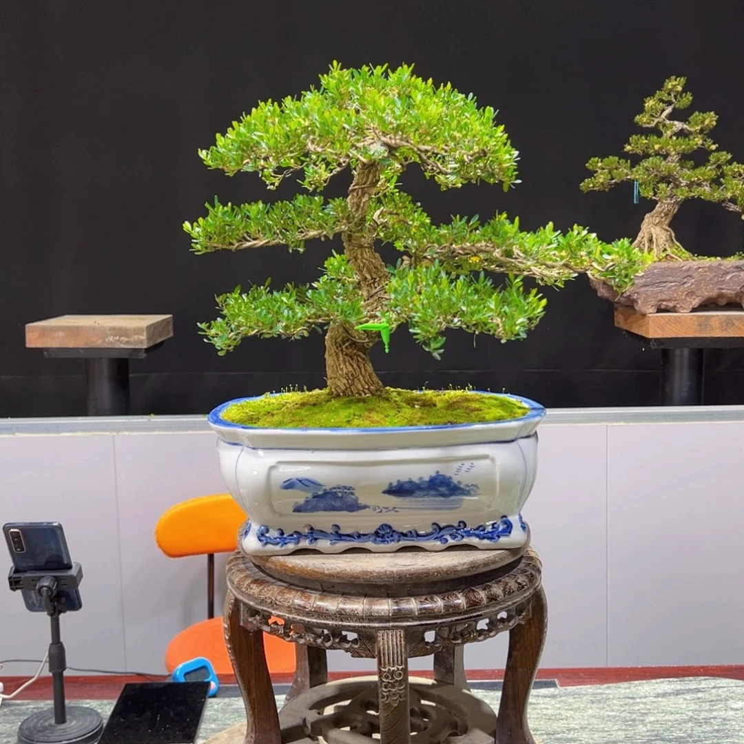 黄杨盆景老桩四季常青