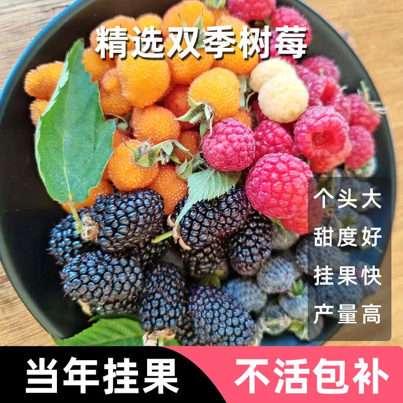 【好粒莓】精选树莓苗 红橙黑高产树莓可盆栽可地栽锁莓山泡覆盆子