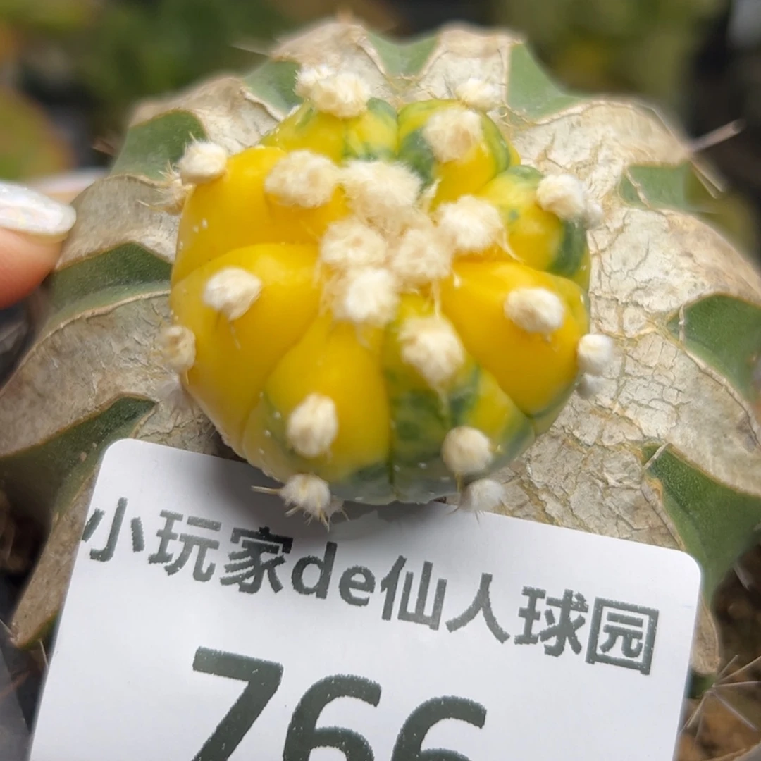 766 仙人球的比赛将