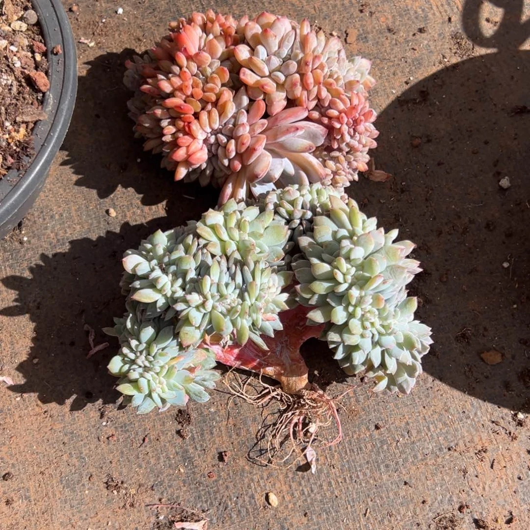 梨***笑星影小树呀呀呀呀呀呀呀呀