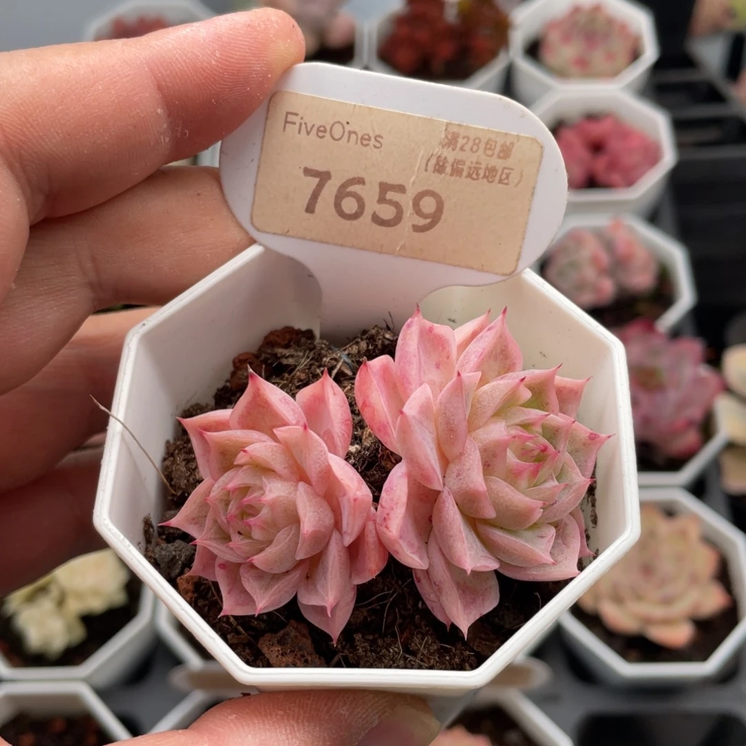 女王7659-6.0厘米