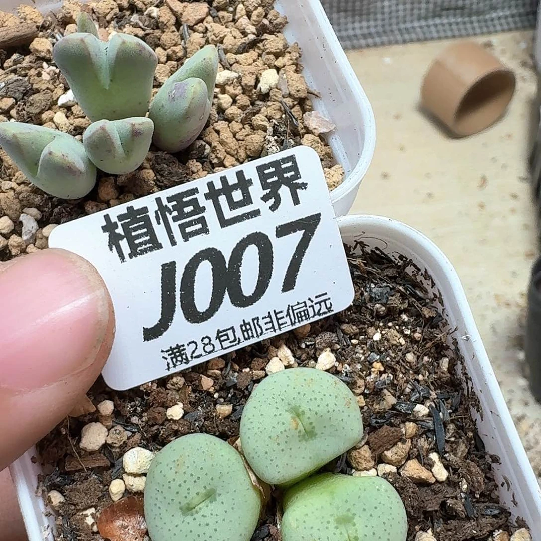 多肉植物的润泽我