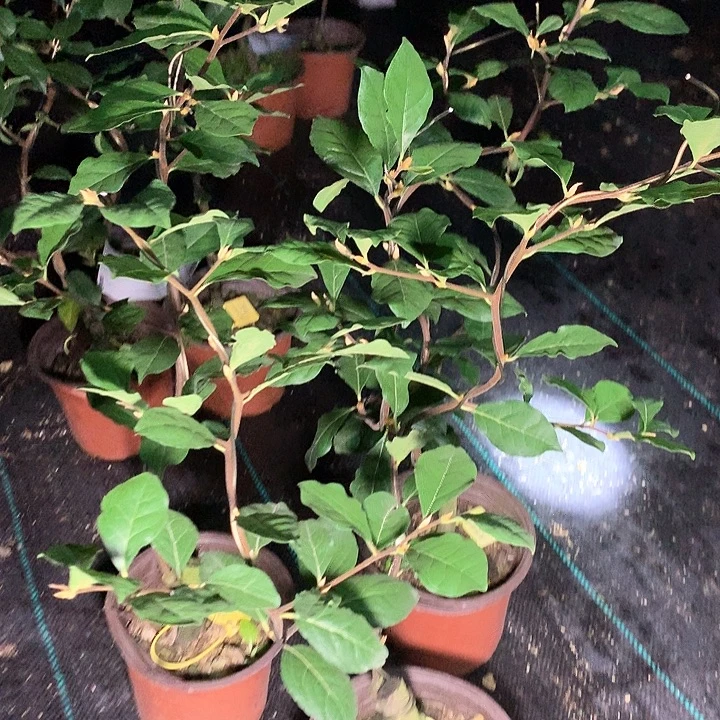 完全开放寿星52.0