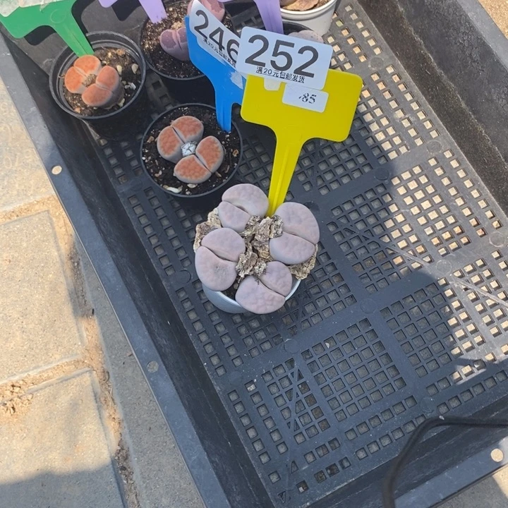 柏*崧生石花等植物252