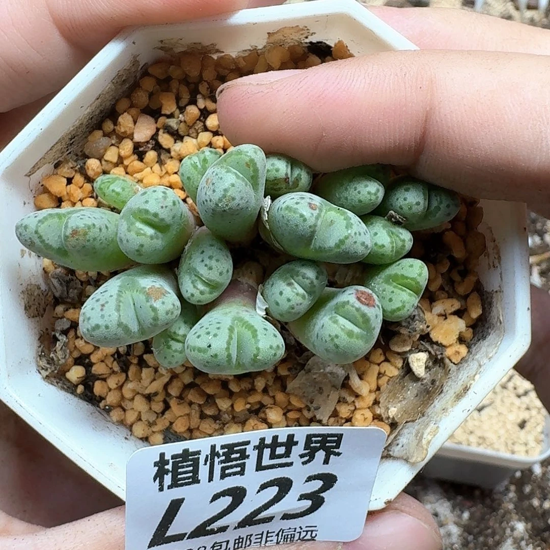 多肉植物多肉植物