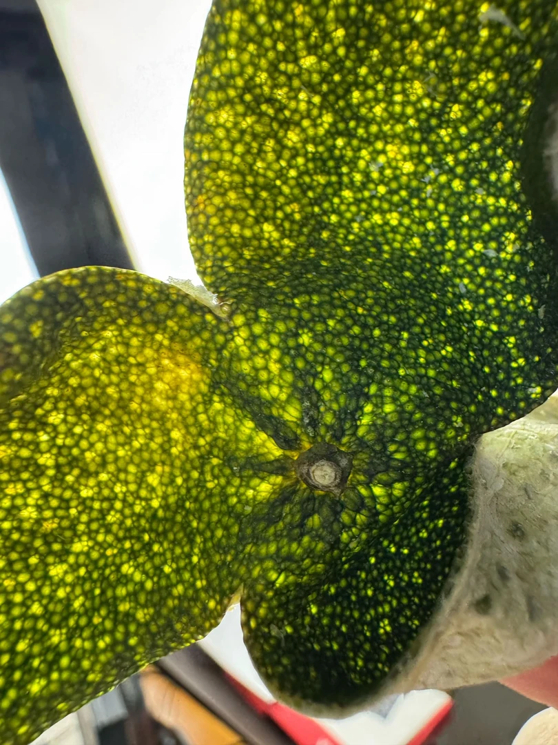 2025东甲圈枝青皮