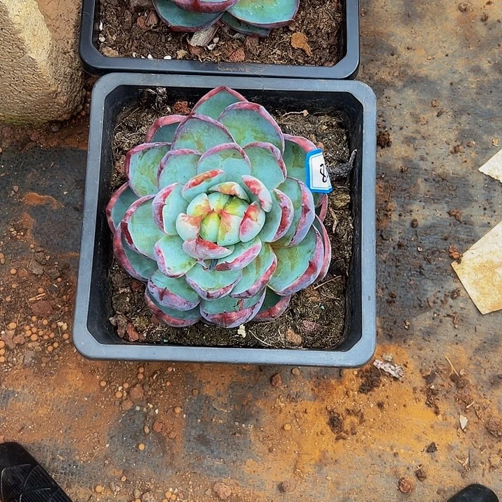 多肉230盆，黑盆一个