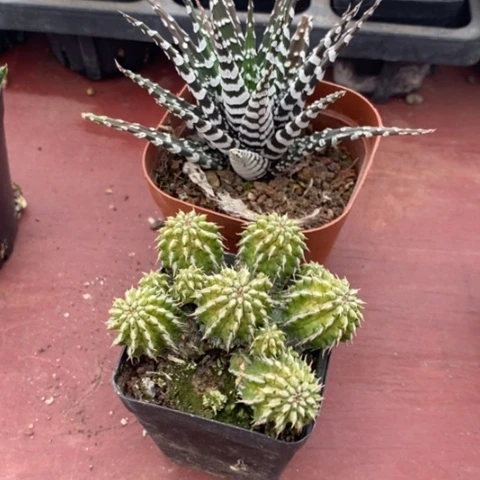 顺*组合2颗仙人球组合