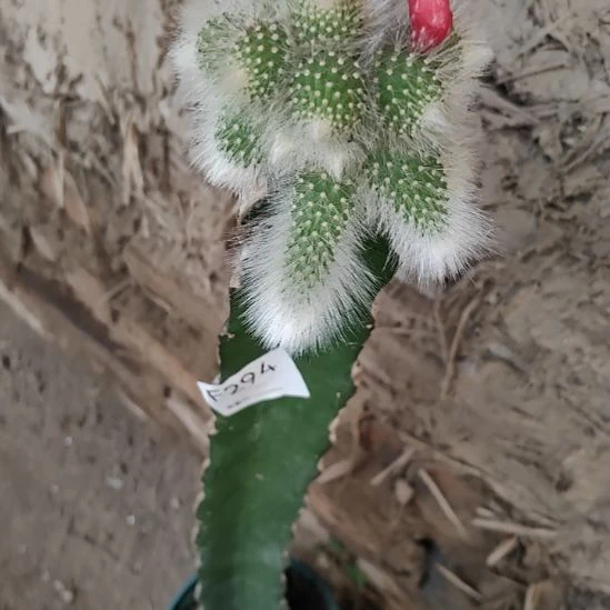 毛***哥无花朵294白毛一颗脱土