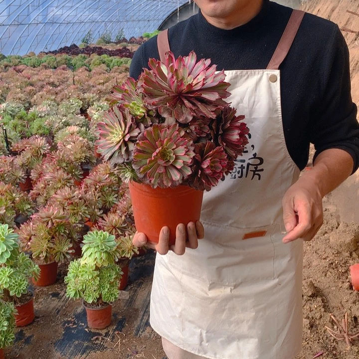 粉霞好看好养花看